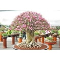 Caudex Bonsai Desert Rose Adenium Obesum one Year Old New Hybrid