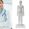 thumbnail image 4 of Acupuncture Model, Acupuncture Meridians Model High-definition Lettering White  For Teaching For  School For Classroom For School, 4 of 8