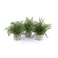 thumbnail image 2 of Garden Decor Potted Fern (Set Of 3) 14"H Plastic, 2 of 2