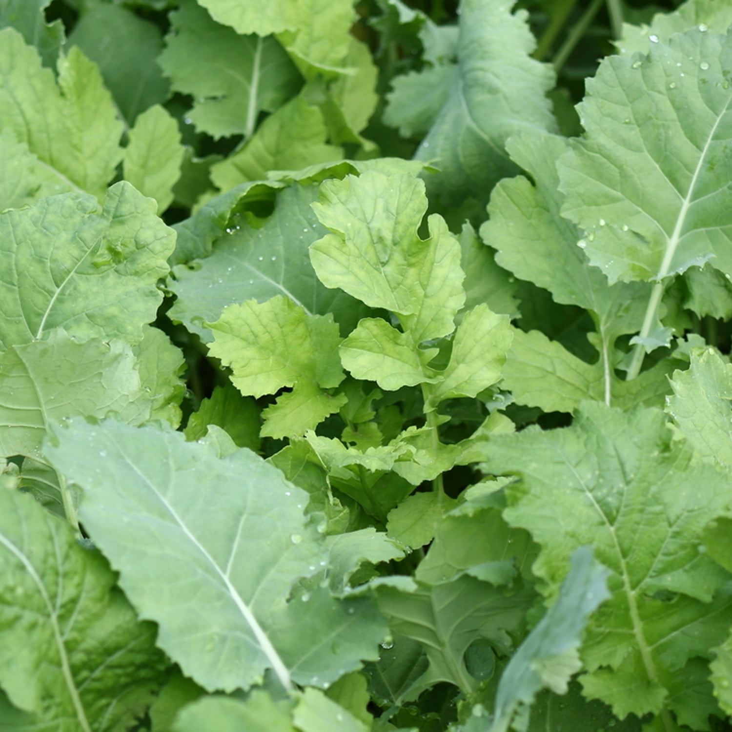 Whitetail Institute Beet & Greens Kale Radish Deer Attractant Food Plot Seed