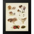 thumbnail image 2 of Vision Studio 15x18 Black Modern Framed Museum Art Print Titled - Mushroom Species III, 2 of 5