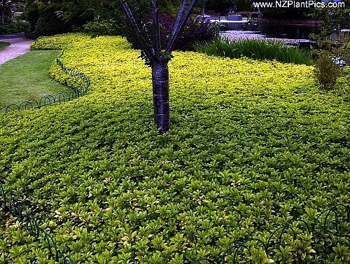 Japanese Spurge 48 Plants Pachysandra Hardy Groundcover 1 3 4 Pots Walmart Com Walmart Com