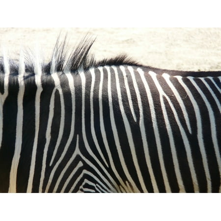 Stretch Zebra - canvas print plains zebra animal zebra africa perissodactyla stretched canvas 10 x 14