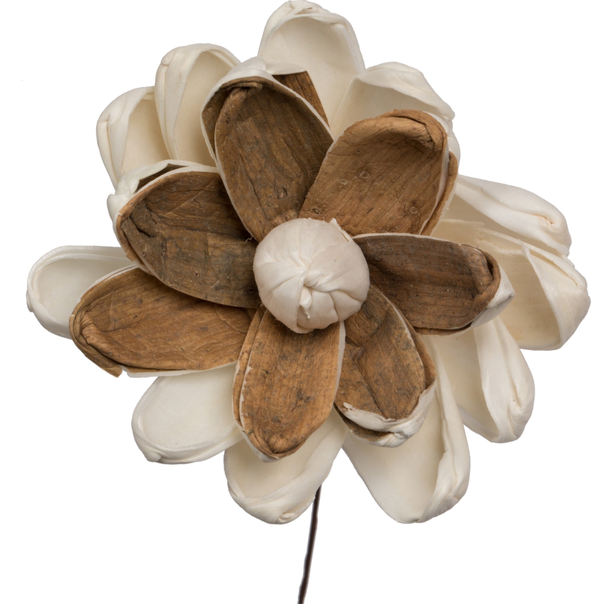 Vickerman 686225 - 4" Lillian Sola Flower on 12" Stem 12/bg (H7SFS004) Dried and Preserved Flowers