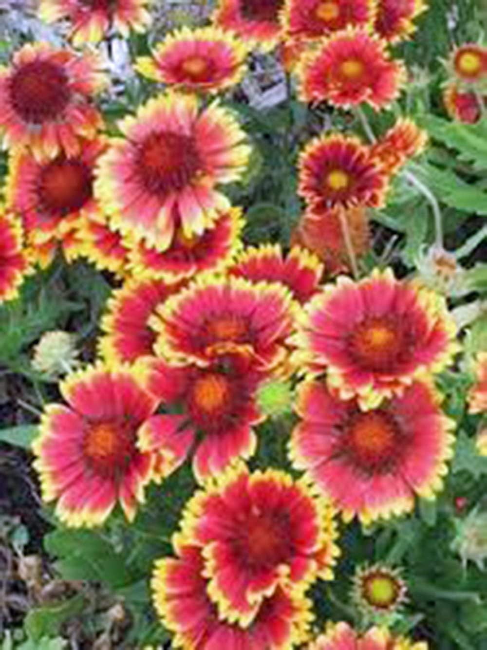 Gaillardia Blanket Flower, 200 Seeds Beautiful Bright Large Cut Flower