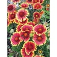 thumbnail image 2 of Gaillardia Blanket Flower, 200 Seeds Beautiful Bright Large Cut Flower, 2 of 5