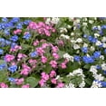 thumbnail image 5 of 100 Mixed FORGET ME NOT Pink Blue White Mix Myosotis Alpestris Flower Seeds *Flat Shipping, 5 of 10