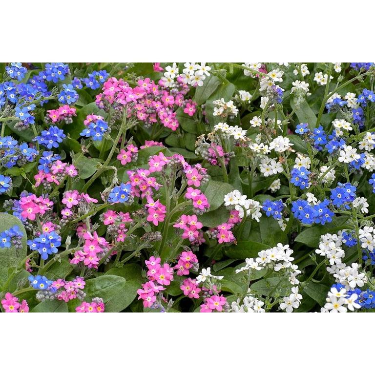 Seedville USA Forget Me Not Flower Seeds, Mixed Pink Blue