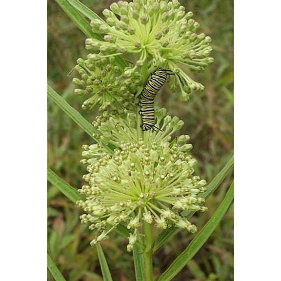 Sherwood's Seeds Green Milkweed Butterfly Plant Seeds, Drought Tolerant