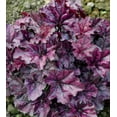 thumbnail image 2 of Better Homes & Gardens Heuchera Live Plant - 1QT, Various Colors, Full Sun Perennial, 2 of 7