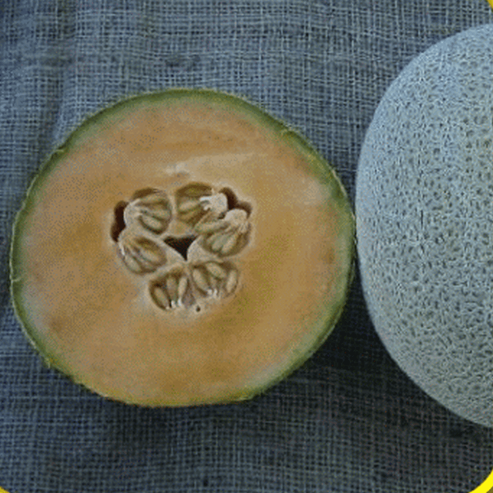 Everwilde Farms 1 Lb Planters Jumbo Melon Seeds Gold Vault Bulk