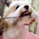 thumbnail image 5 of Juego de tijeras de peluquería canina 9, herramienta de aseo profesional para mascotas con punta redonda de seguridad de acero inoxidable, Kit de 5 piezas, rectas, curvas, 5 of 5
