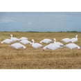thumbnail image 2 of GHG Decoy Systems Pro-Grade Snow Goose Silhouette Decoys - Pack of 12, 2 of 2
