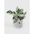 thumbnail image 2 of Calathea White Fusion - Live Air-Purifying Indoor Plant in Nursery Pot – Easy Care, Low Maintenance Houseplant for Home & Office Decor, Natural Air Cleaner, Best for Beginners (2"Pot), 2 of 9