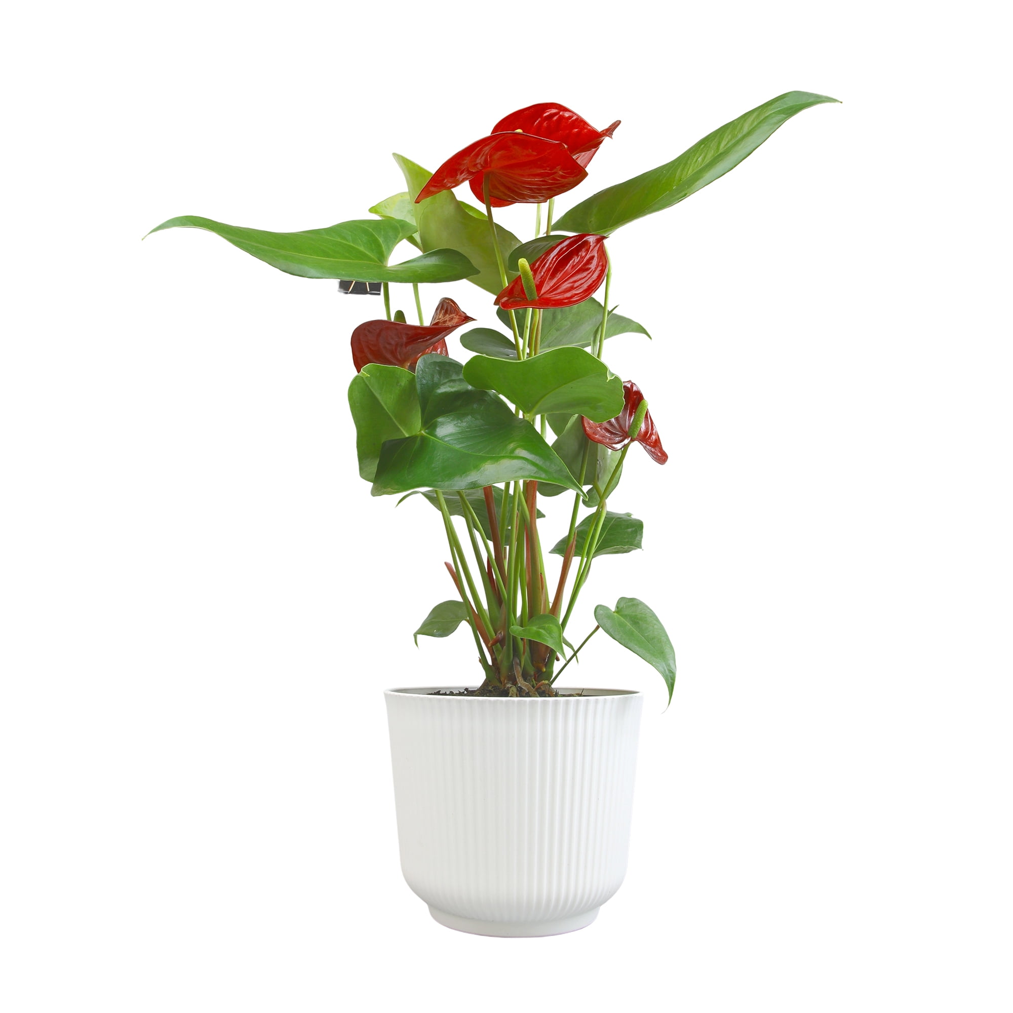Red Anthurium Flamingo Flower Houseplant | 6in Decor Pot; Indirect Light | Element by Altman Plants