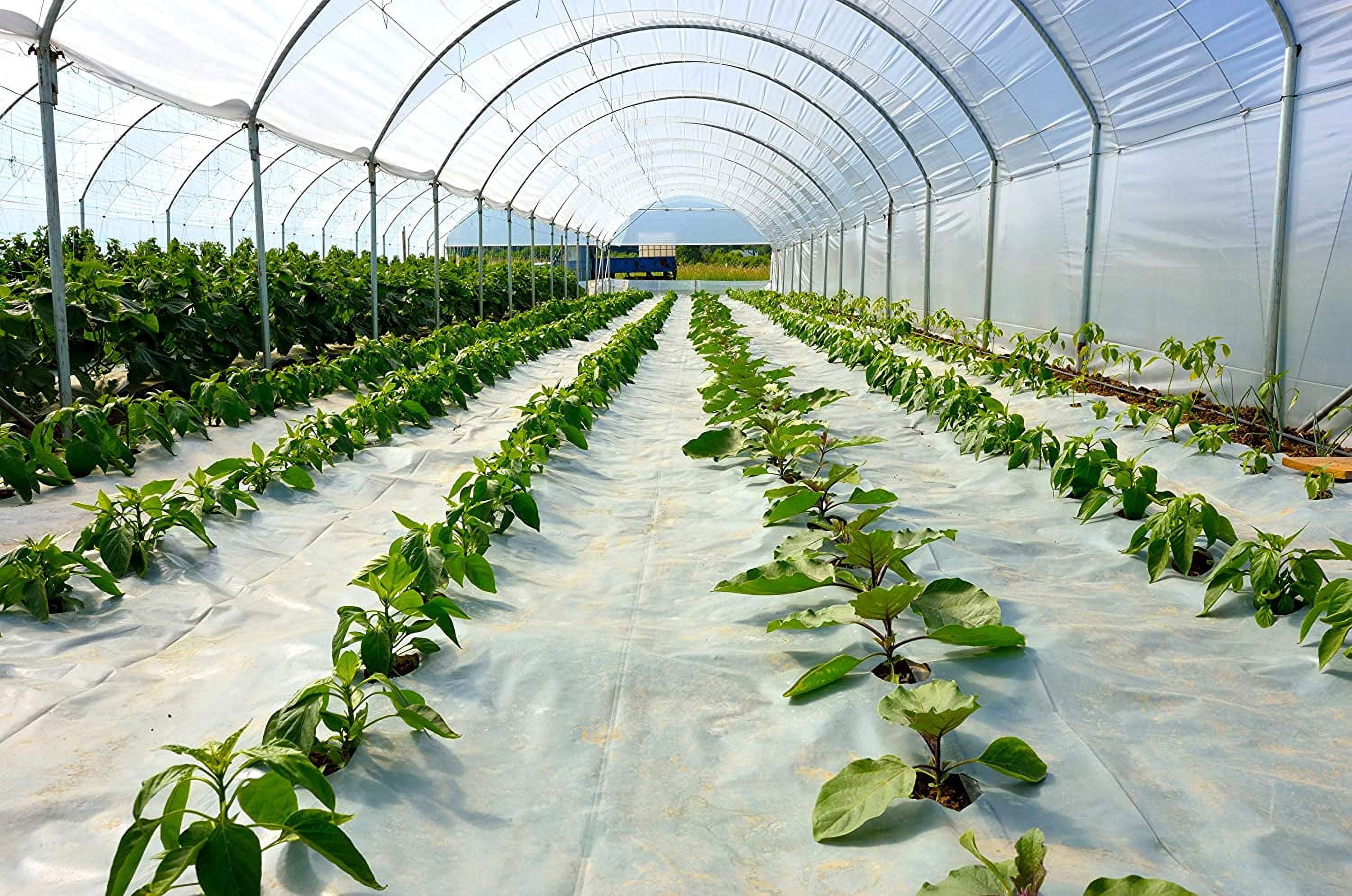 Greenhouse Plastic Clear 6 mil, 4 Year, Polyethylene Covering Film (12 ft. Wide x 25 ft. Long)