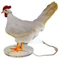 thumbnail image 4 of Lámpara de escritorio de pollo Lámpara de huevo LED Luz nocturna Lámpara de escritorio de huevo de taxidermia, 4 of 5