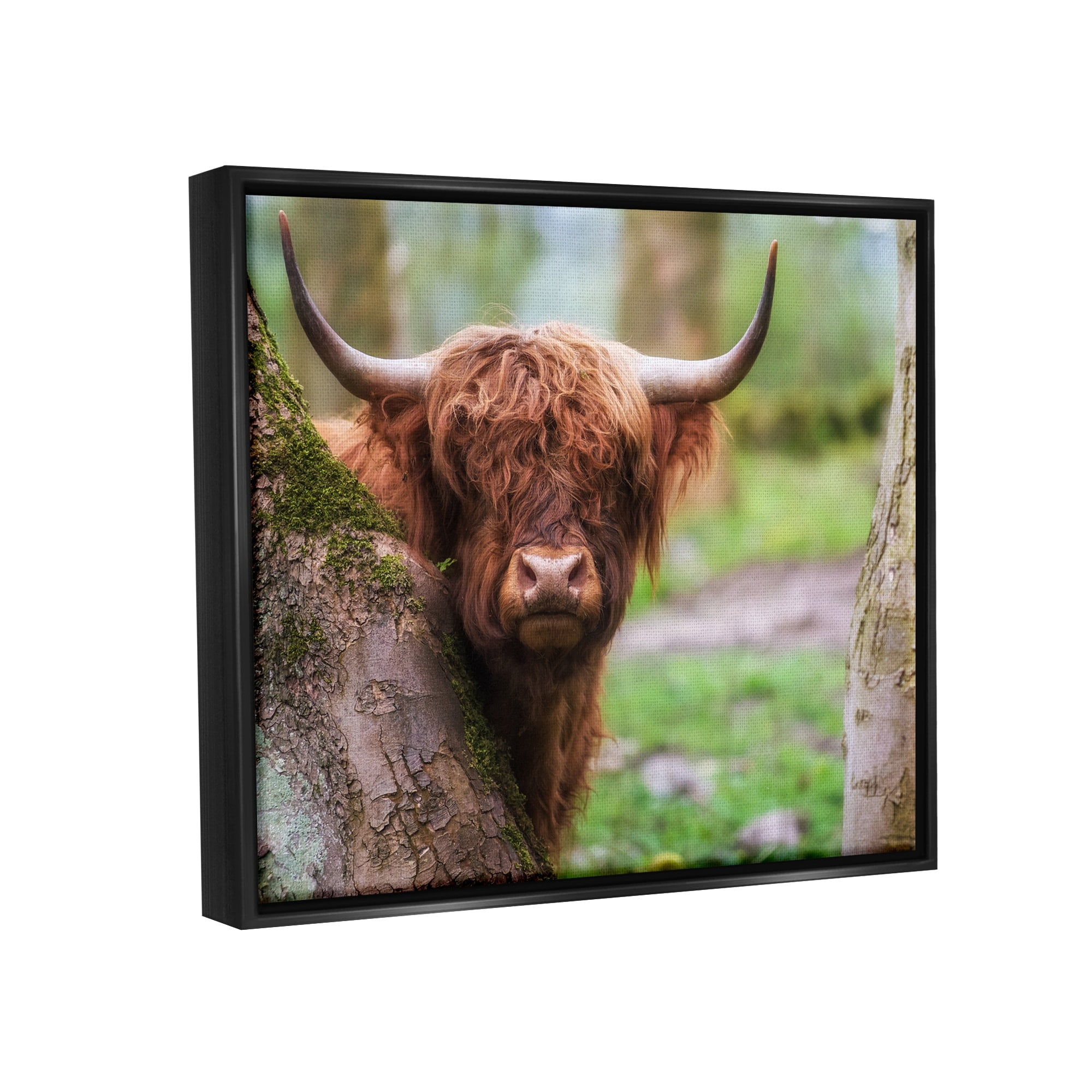 Stupell Industries Highland Cattle Peering Between Trees Lush Nature Scene Photograph Jet Black Floating Framed Canvas Print Wall Art, Design by James Dobson
