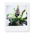 thumbnail image 4 of Fujifilm Instax Square Film - 10 Exposures (16583652) FUJIFILM 600018510, 4 of 6