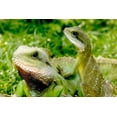 thumbnail image 2 of Lizard Wall Mural Decal Sticker, Wallmonkeys Peel & Stick Vinyl Graphic (36 in W x 24 in H), 2 of 4