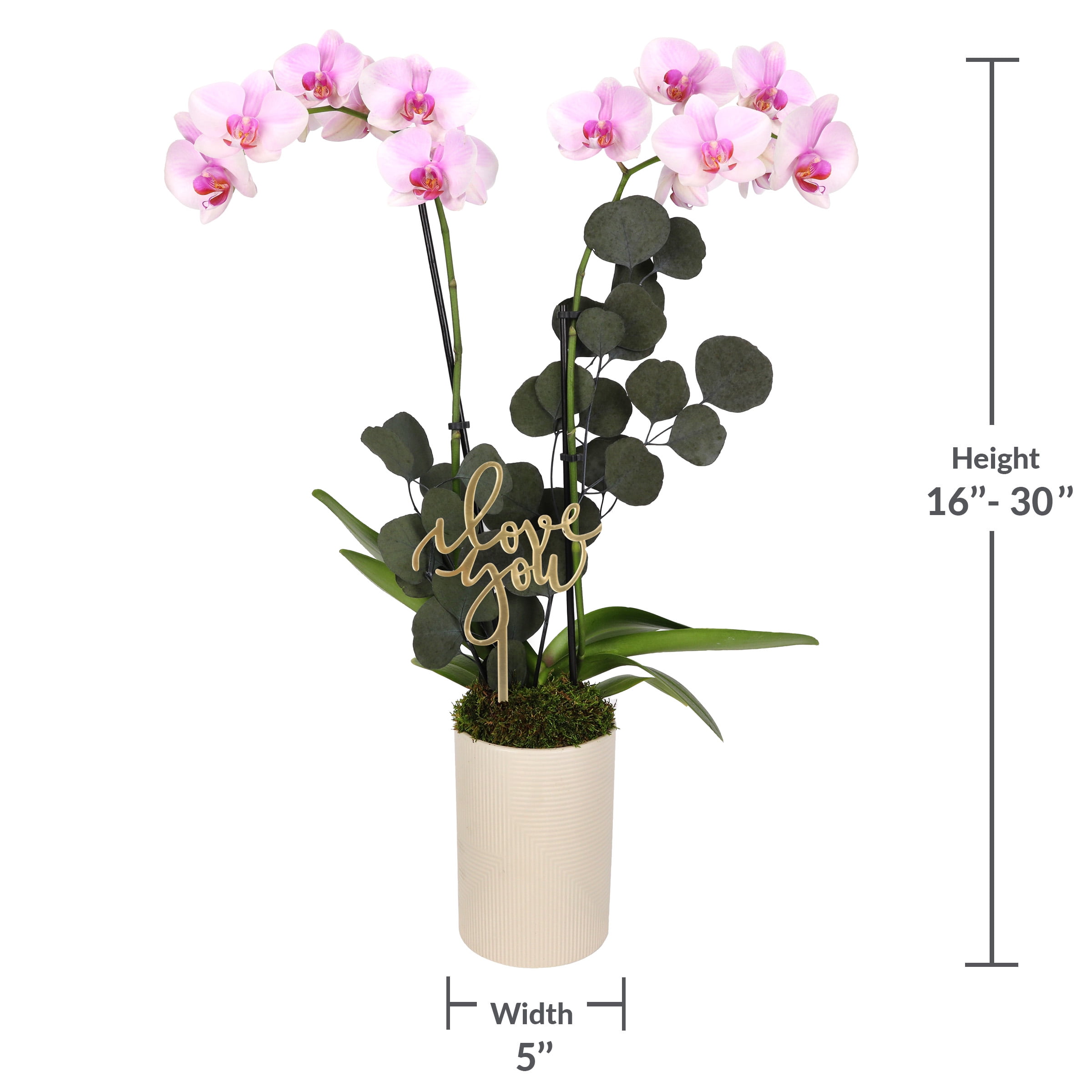 5” Light Pink Orchid in White Rockefeller Planter with Preserved Eucalyptus – Love You Edition