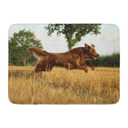 Brown Flat Coated Retriever - GODPOK Brown Black Action Flat Coated Retriever is Running on Stubble Field in The Sunshine Blue Active Green Rug Doormat Bath Mat 23.6x15.7 inch