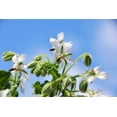 thumbnail image 6 of 50 WHITE BORAGE Borago Officinalis Bianca Herb Flower Seeds, 6 of 10