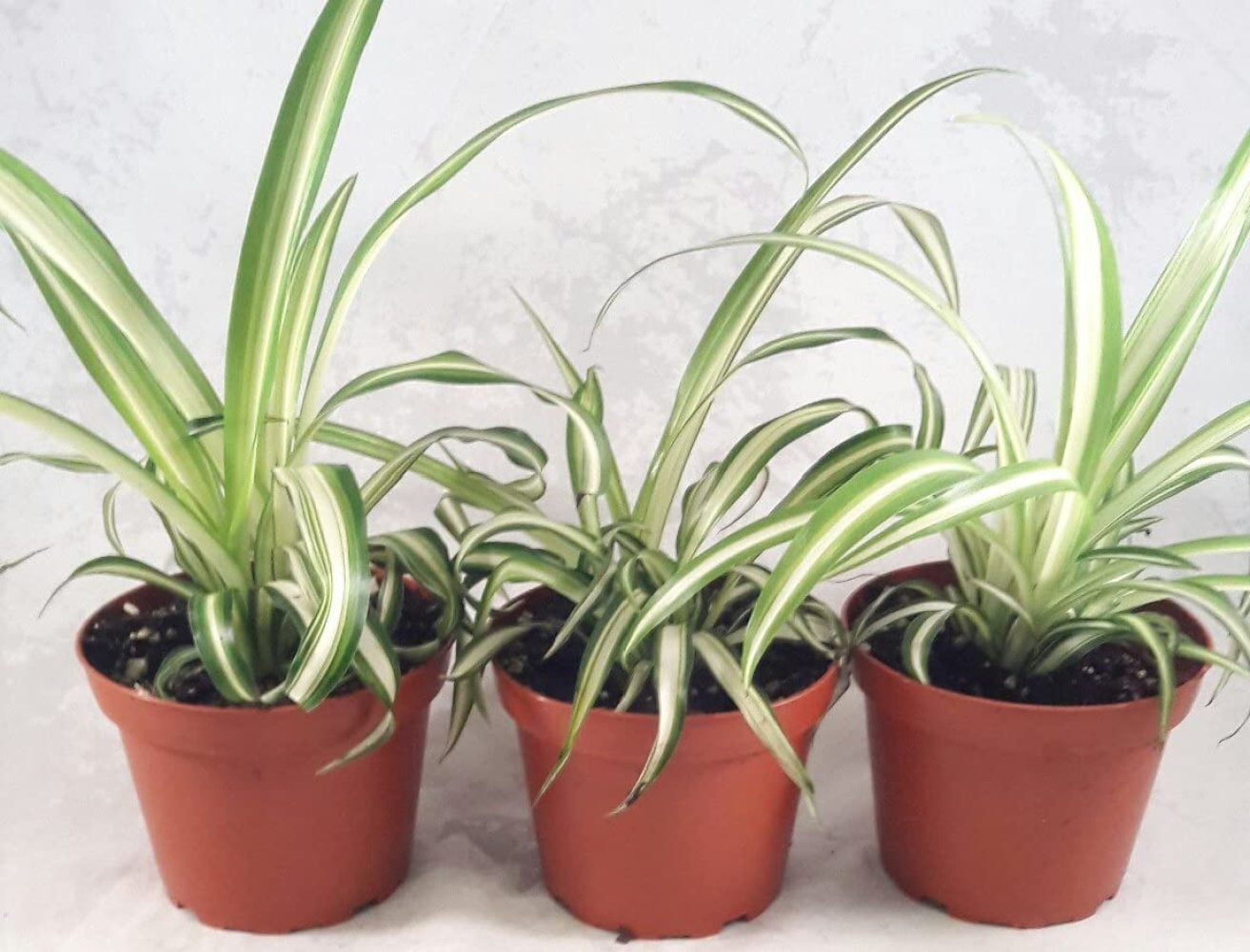 New Ocean Spider Plant 3 Pack Easy to Grow Cleans The Air 