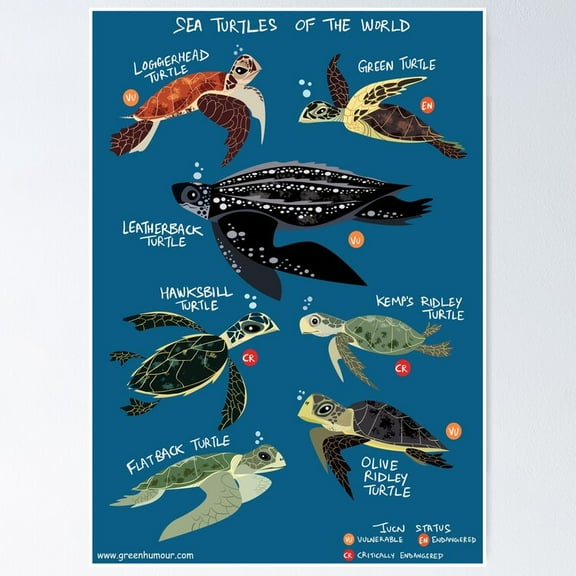 Poster Sea Turtles Of The World - No Framed, Vintage Wall Art, Trendy Retro Print, Positive Quote Poster, Room Decor, Wall Art, 8x12