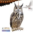thumbnail image 6 of Bird Repel Scarecrow, Owl Scarecrow Scarer Pendant, Decorative Scarer Pendant with Bell, Fake Bird Scare Device, Waterproof Patio Balcony Garden Decorations, 6 of 10
