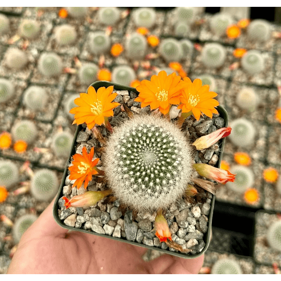 Rebutia Fiebrigii Plant Live for Planting - Orange Crown Cactus Plant - Blooming Cactus Plant - 3 Inch Pot