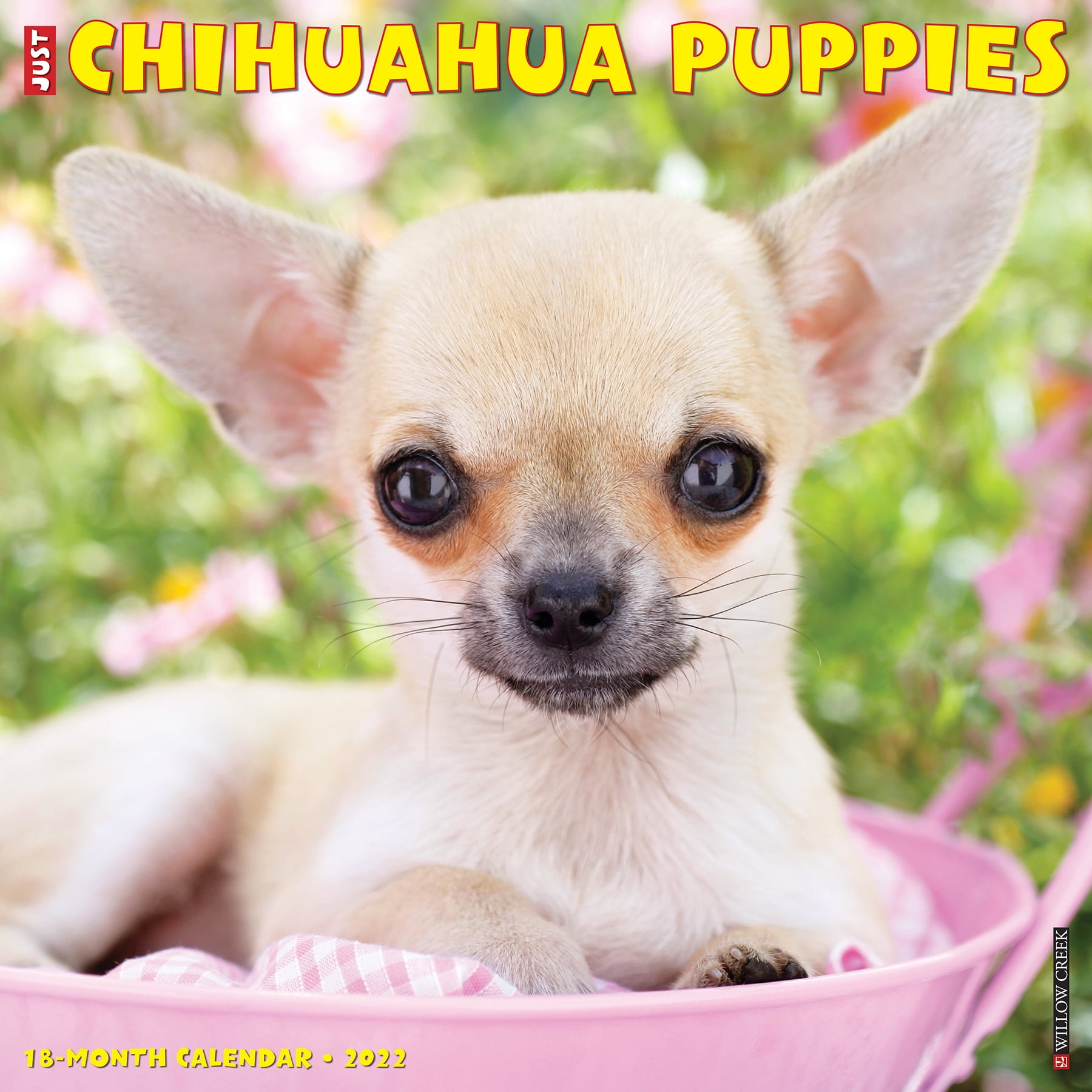 Willow Creek Press Just Chihuahua Puppies 22 Wall Calendar Walmart Com
