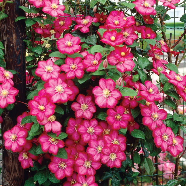 Expert Gardener Clematis City of Lyon (1 Dormant Bare Plant Root