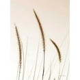 thumbnail image 2 of Van Swearingen, Debra 15x18 White Modern Wood Framed Museum Art Print Titled - Field Grasses IV Sepia, 2 of 4