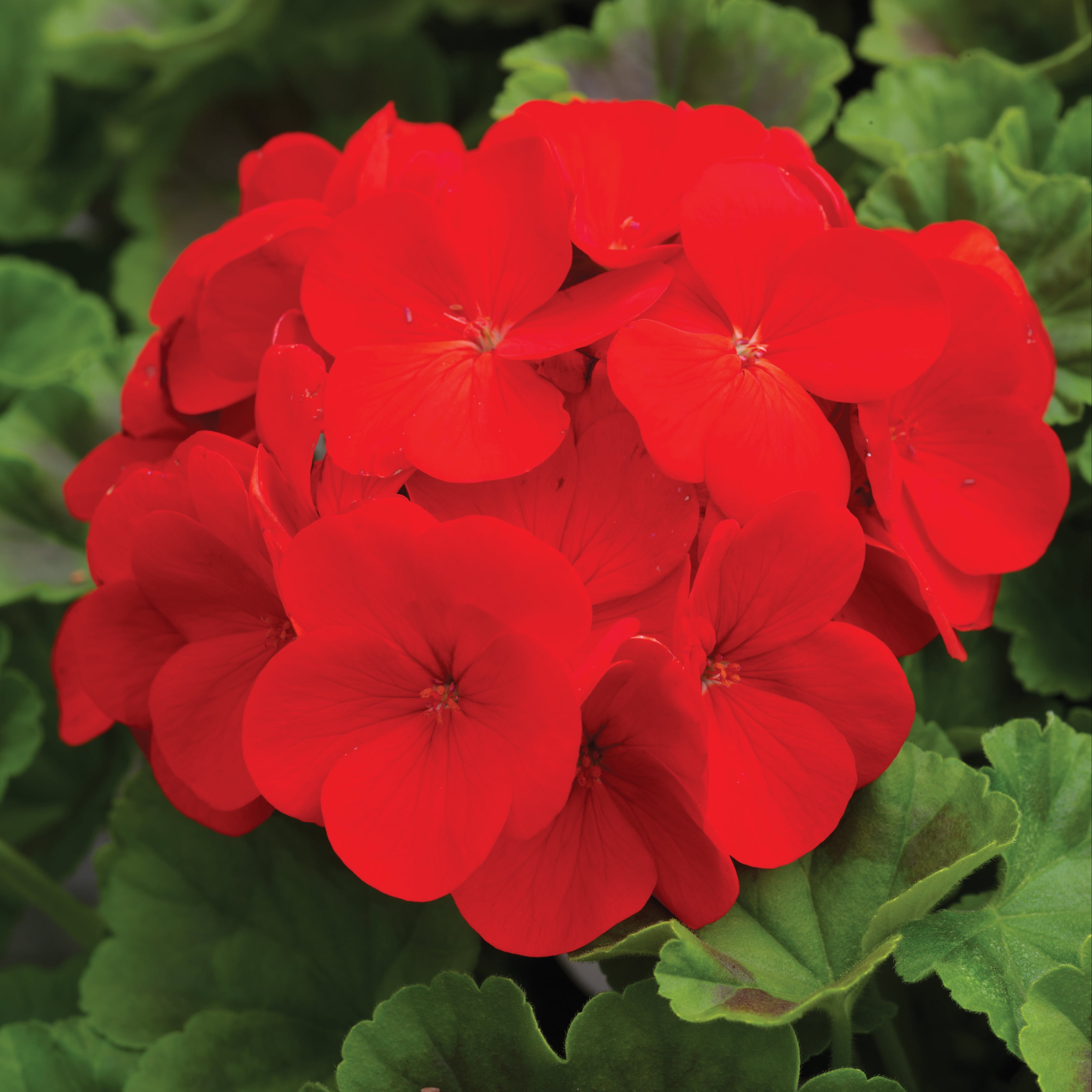 Expert Gardener 1.5 Gal Red Geranium Hanging Basket Live Annual Plant, Full Sun
