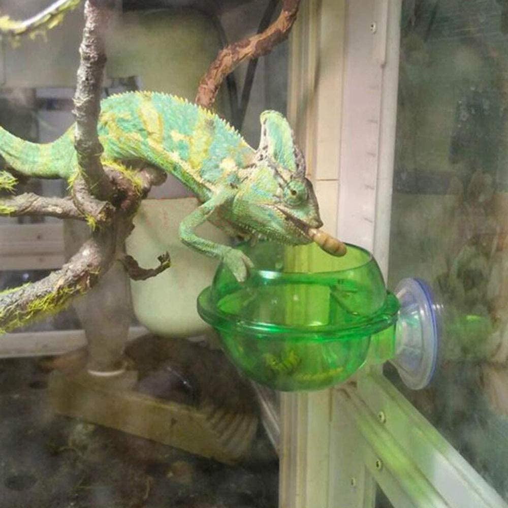 chameleon water bowl