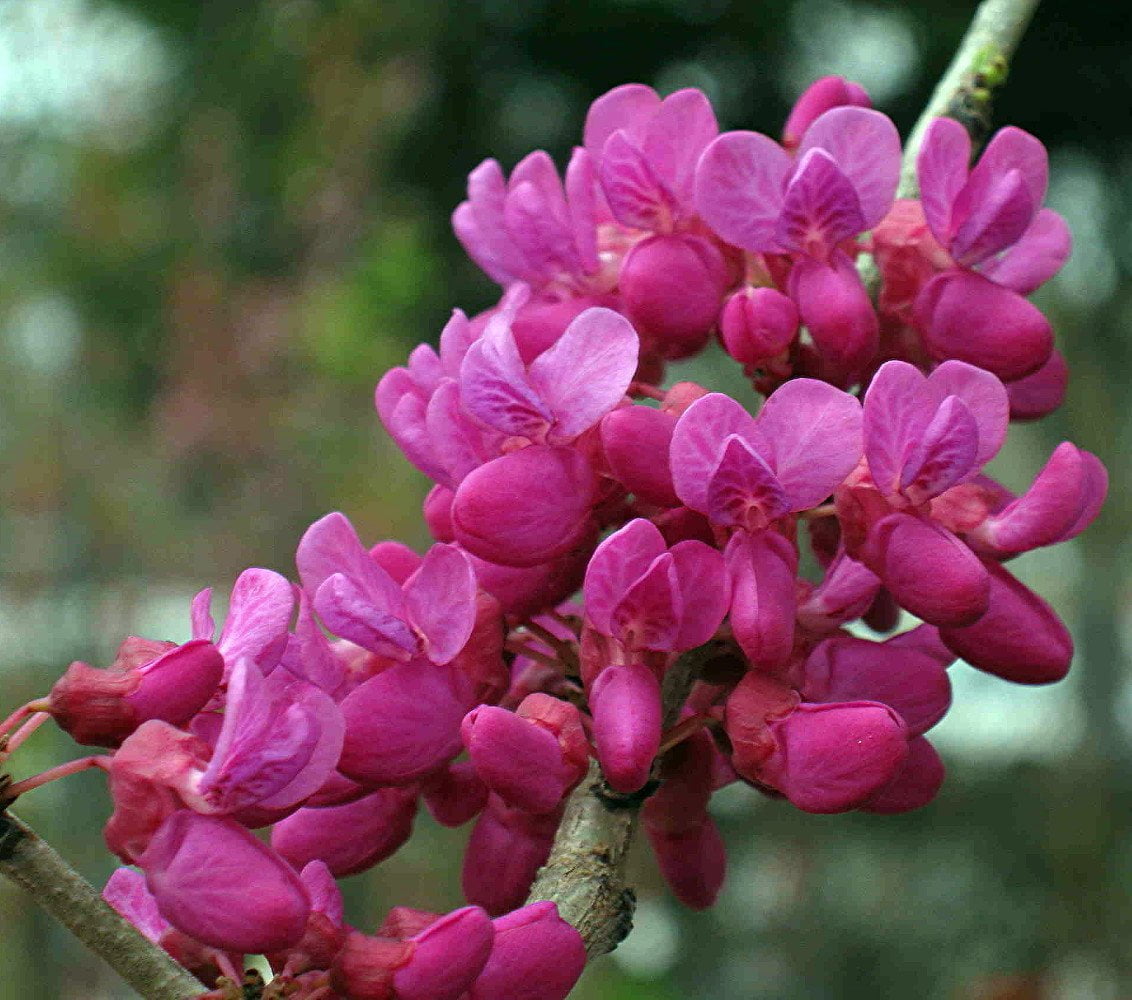 Don Egolf Chinese Redbud Tree Cercis Outdoors Or Bonsai 4