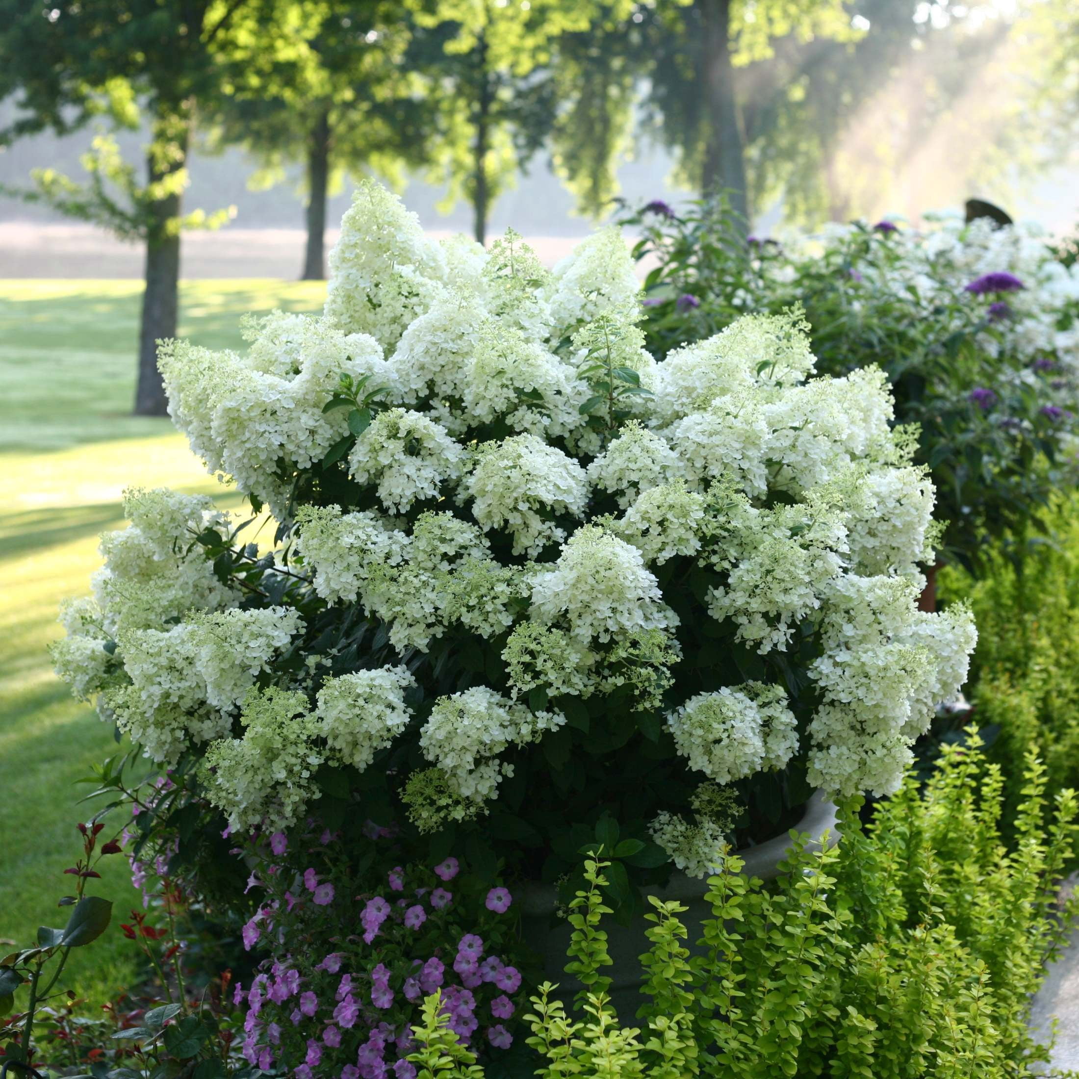 Proven Winners ColorChoice 5" White Bobo Panicle Hydrangea Live Plant in 4.5" Pot (4 Count)