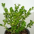 thumbnail image 6 of Better Boxwood Renaissance (2 gal.) Evergreen Full Sun Perennial Shrub with Glossy Green Foliage, 6 of 10
