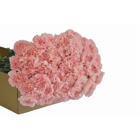 KaBloom :100 Pink Carnation, Next-Day Delivery, Gift for Every Occasion.