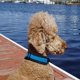 thumbnail image 4 of Arnés para perros de seguridad con rayas multicolores reflectantes 3M de 6 colores Blueberry Pet, 4 of 5