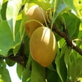 thumbnail image 4 of 20th Century Asian Pear Live Tree – 5 Gallon, 4 of 5