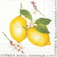 thumbnail image 1 of Set of 6 Luncheon Lemon Citrus Medica Napkin 20 Pack, 1 of 1