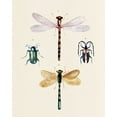 thumbnail image 2 of Warren, Annie 20x24 White Modern Wood Framed Museum Art Print Titled - Insect Varieties I, 2 of 4