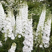 Larkspur Rocket White Flower Seeds, 250 Seeds Per Packet, Delphinium Consolida, Isla's Garden Seeds
