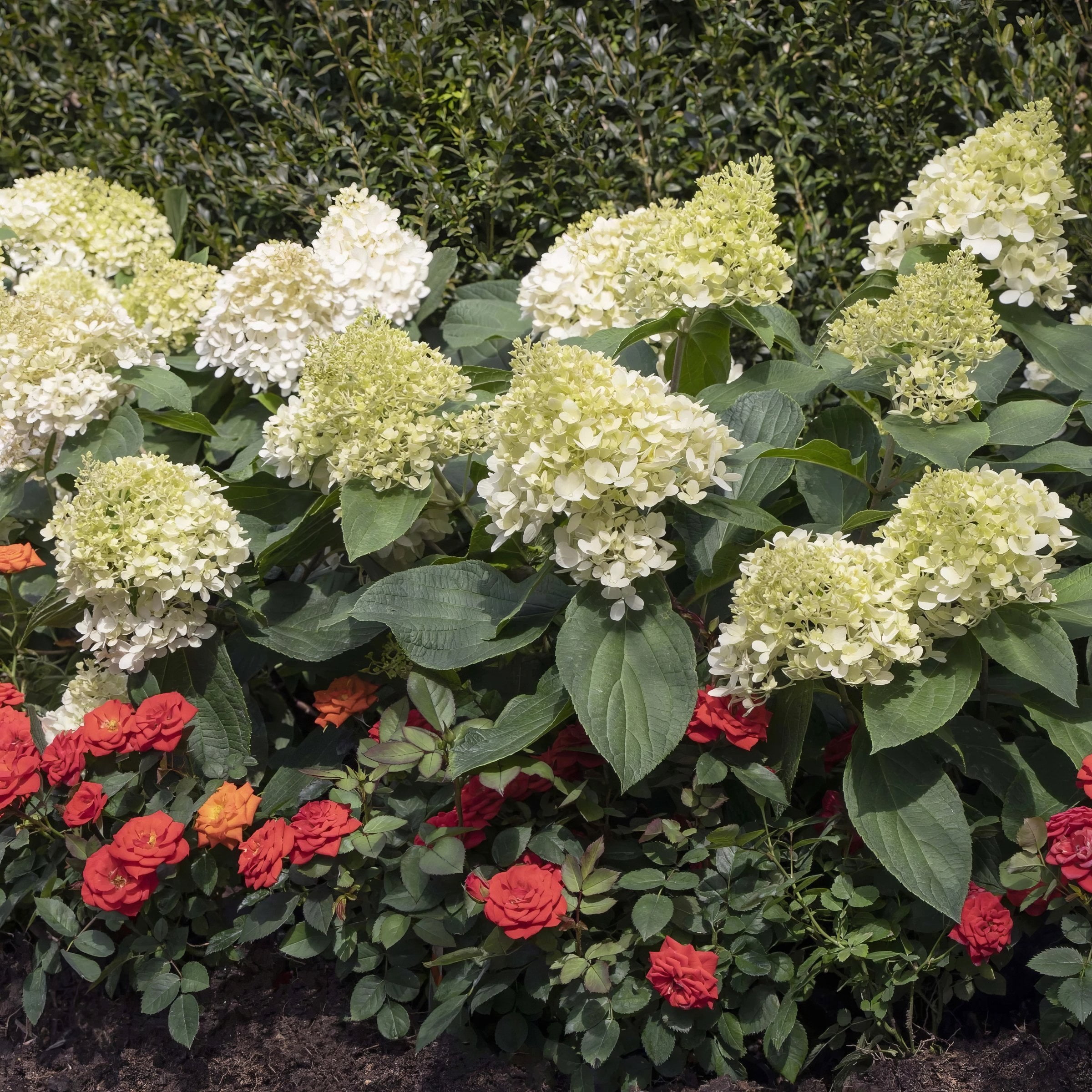 National Plant Network 3 gal Hydrangea Sweet Starlight Live Shrub Full Sun with White and Pink Flowers