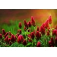 thumbnail image 3 of 3000 CRIMSON CLOVER (Carnation, French, or Italian Clover) Trifolium Incarnatum Flower Seeds, 3 of 10
