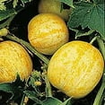 thumbnail image 3 of Cucumber Lemon Great Heirloom Vegetable 100 Seeds, 3 of 3