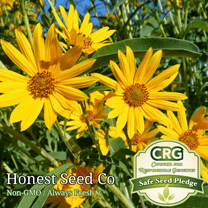 250 MAXIMILIAN Sunflower PERENNIAL Seeds | Non-GMO | 8 ft tall - USA