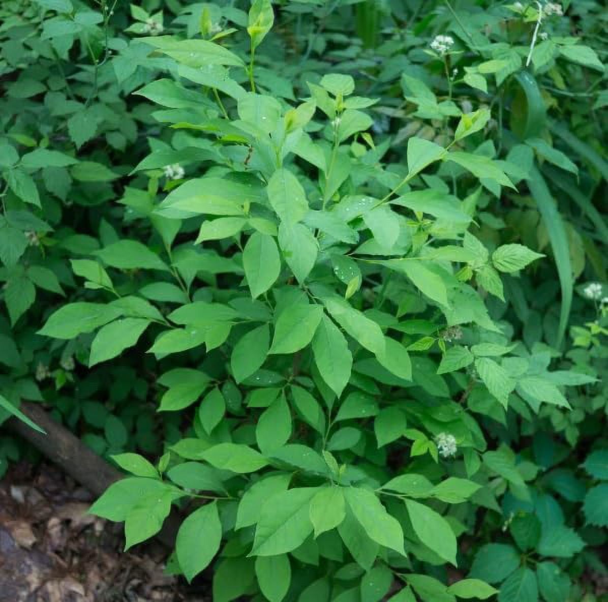 Spice Bush Seedlings for Planting - Lindera Benzoin (2 Seedlings)